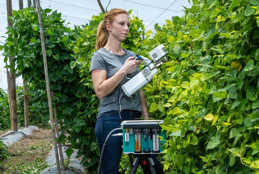 LI-6800 measuring legumes in greenhouse